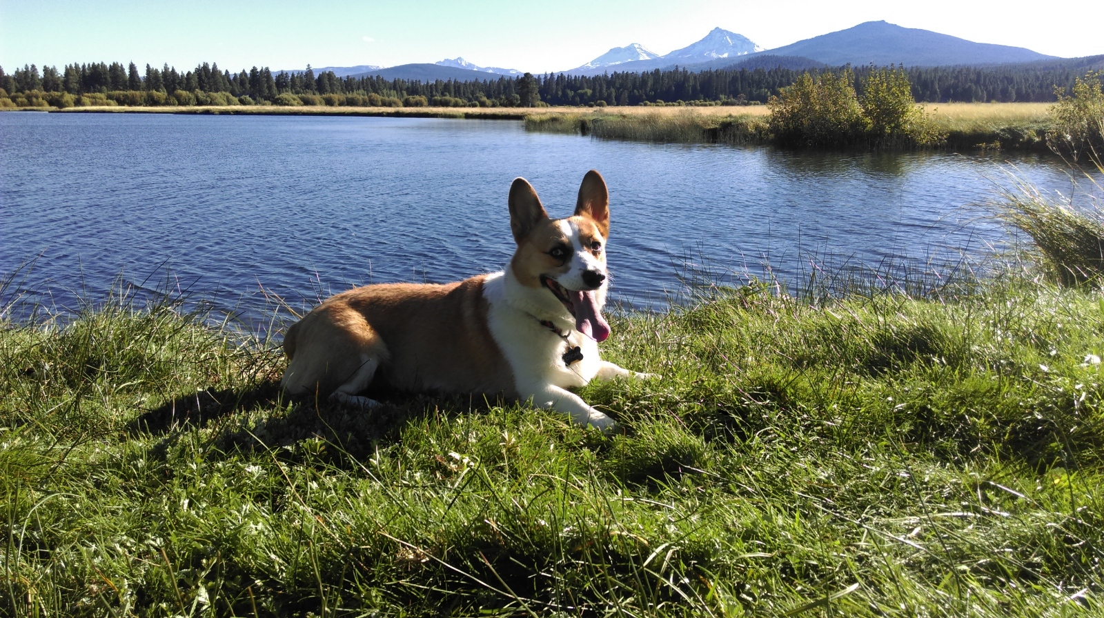 Graham Auto Repair - Automotive Technician Bill's Corgi